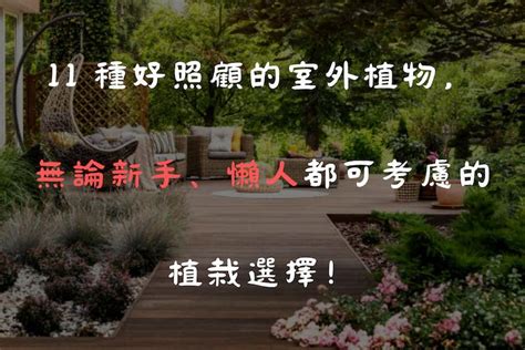 好養的室外植物|11 種好照顧的室外植物，無論新手、懶人都可考慮的。